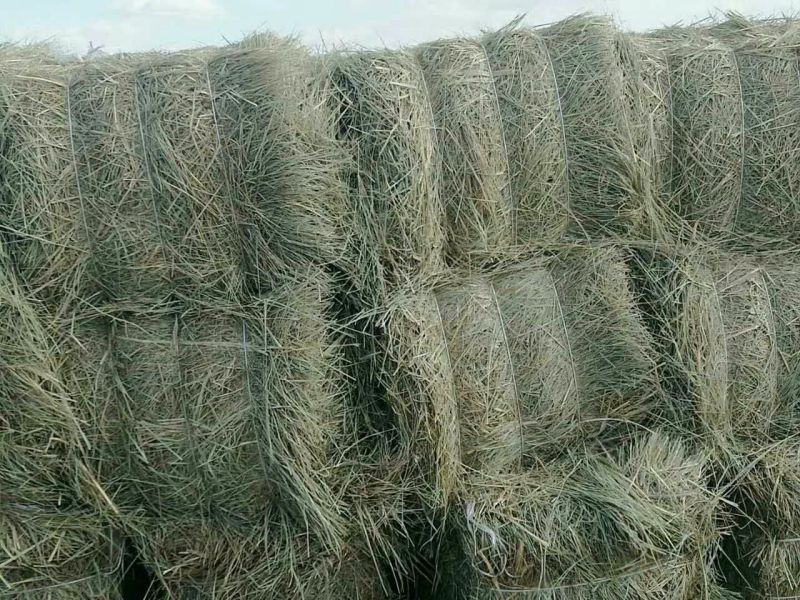 羊碱黑龙江自家草地的剪草，是牛羊的好伙伴吃完提高免疫力