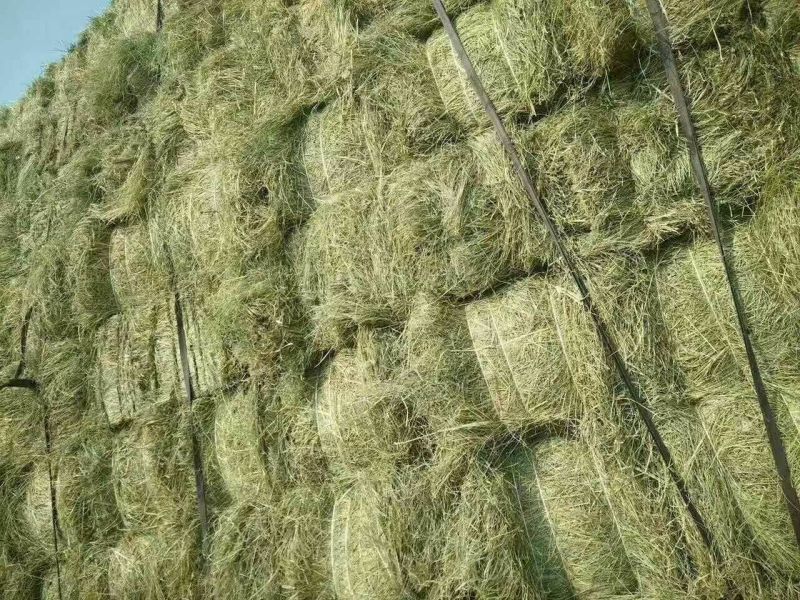 羊碱黑龙江自家草地的剪草，是牛羊的好伙伴吃完提高免疫力