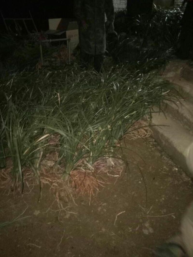 蕙兰裸根不带土