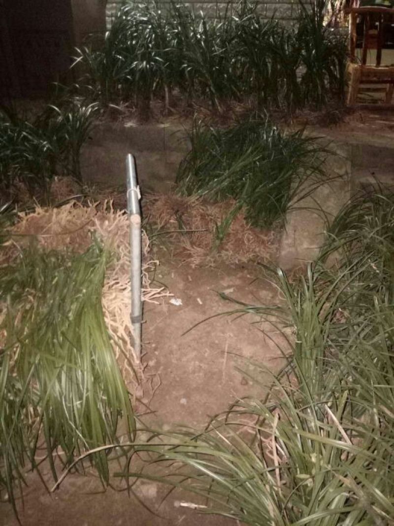 蕙兰裸根不带土