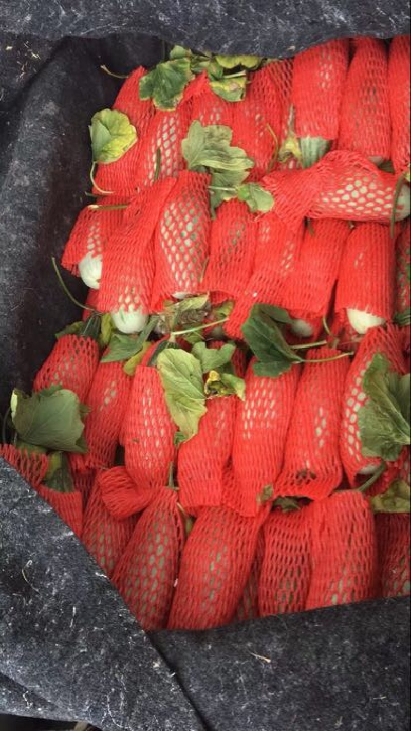 羊角蜜甜瓜1斤以上精品
