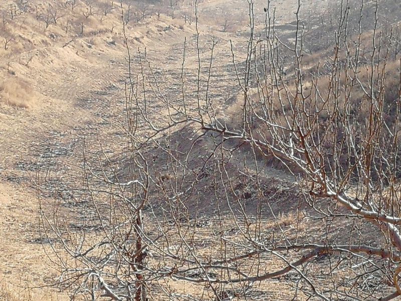 山地出租101~1000亩10~30年