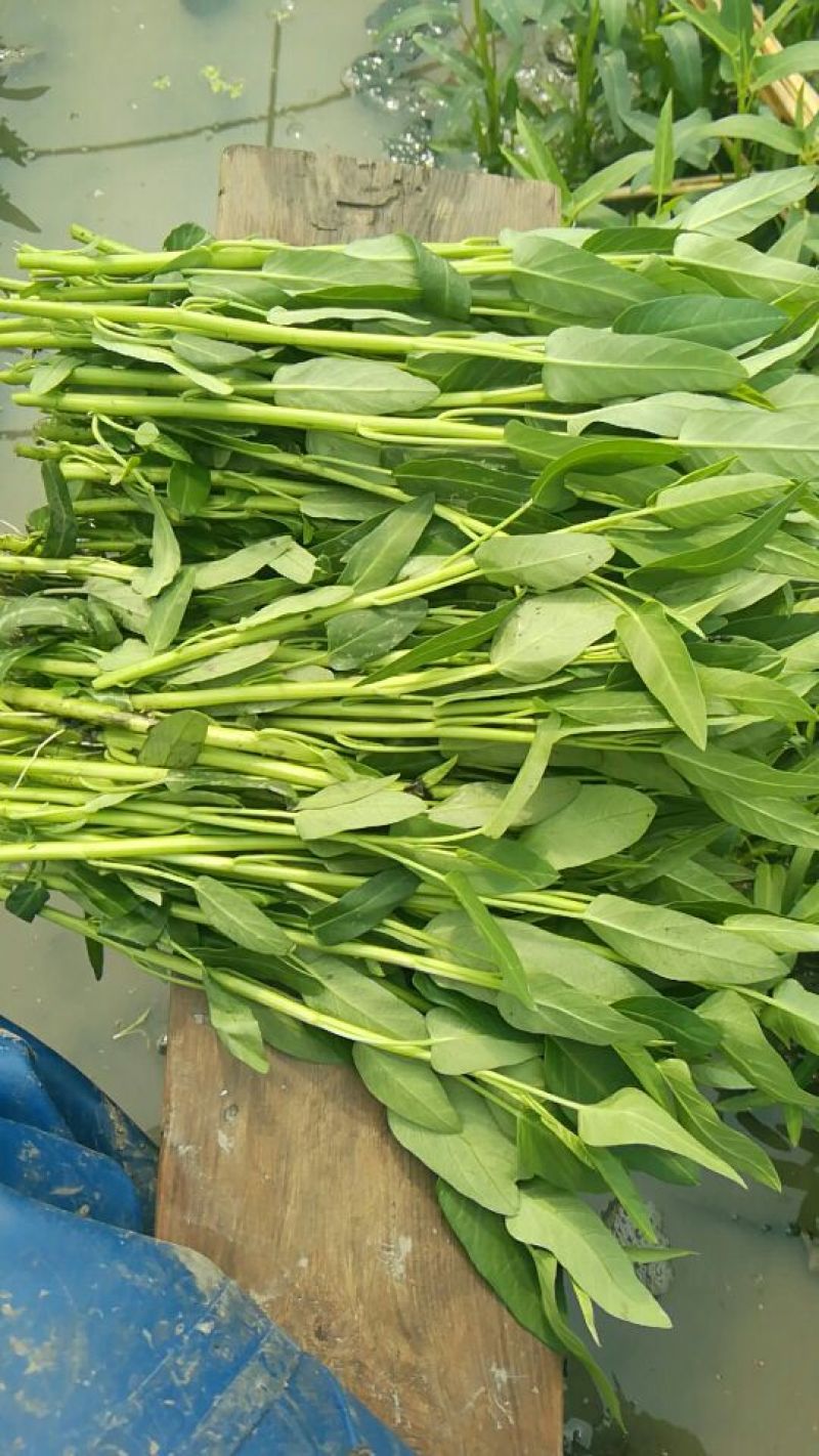 合江立杆空心菜种苗藤菜种苗空心菜小苗水田空心菜苗