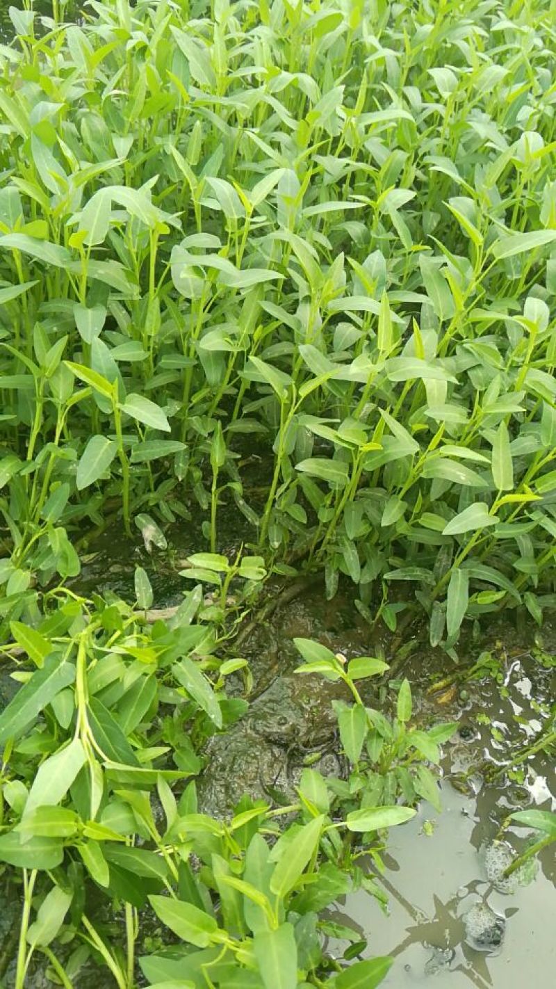 合江立杆空心菜种苗藤菜种苗空心菜小苗水田空心菜苗