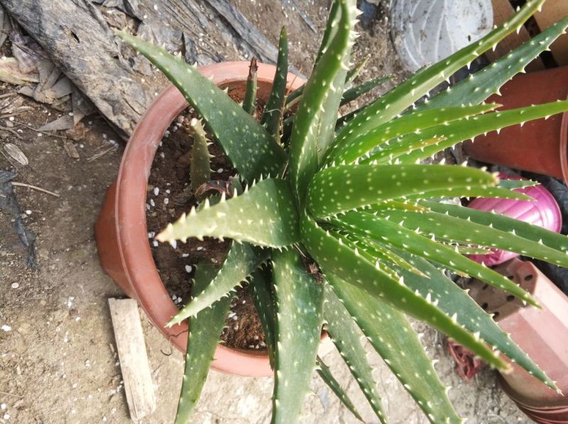 芦荟掌形12~14cm