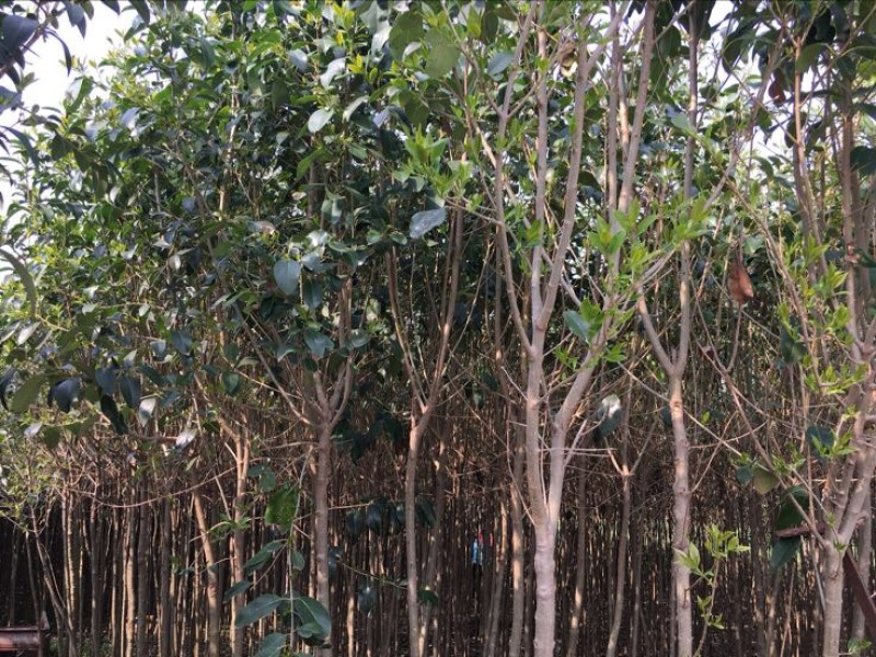 女贞4cm以下