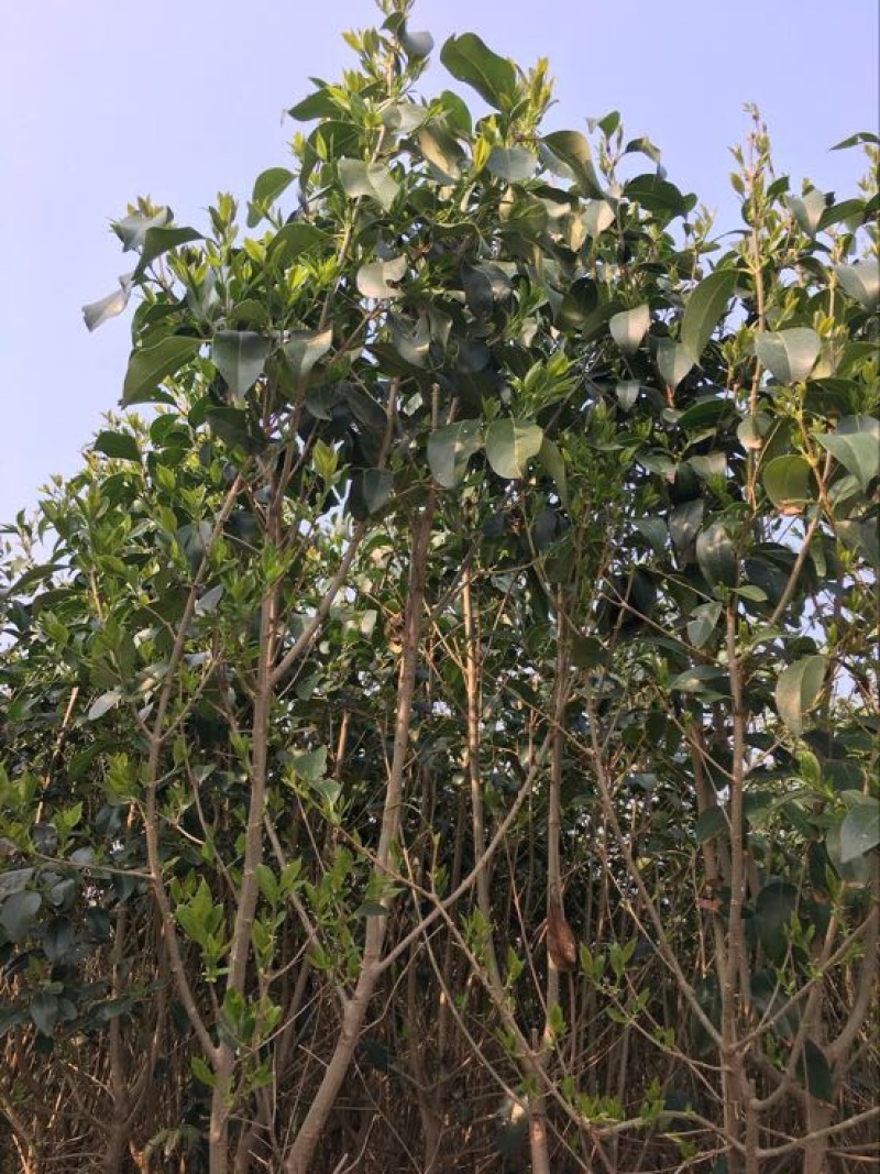 女贞4cm以下