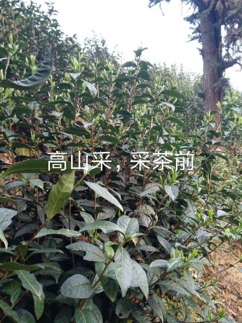 绿茶黄山毛峰