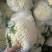 白面青梗松花菜2~3斤散花乳白产地直供