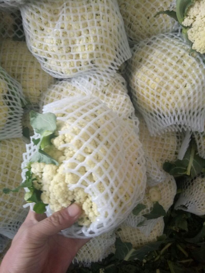 白面青梗松花菜2~3斤散花乳白产地直供