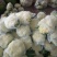 白面青梗松花菜2~3斤散花乳白产地直供
