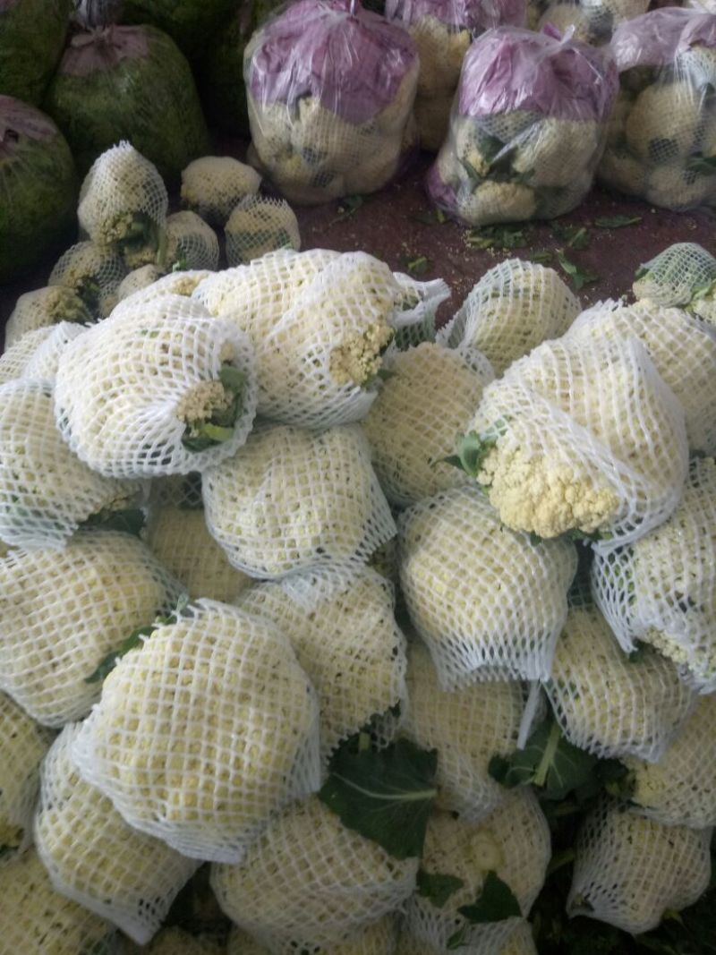 白面青梗松花菜2~3斤散花乳白产地直供