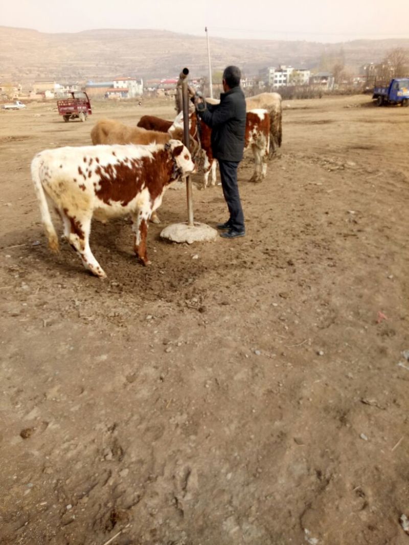西门塔尔牛犊200~300kg