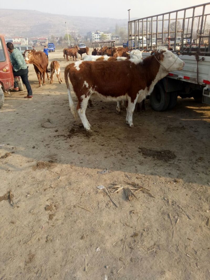 西门塔尔牛犊200~300kg