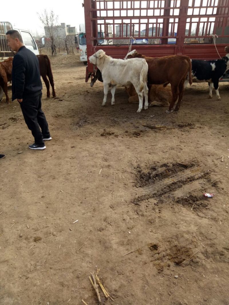 西门塔尔牛犊200~300kg