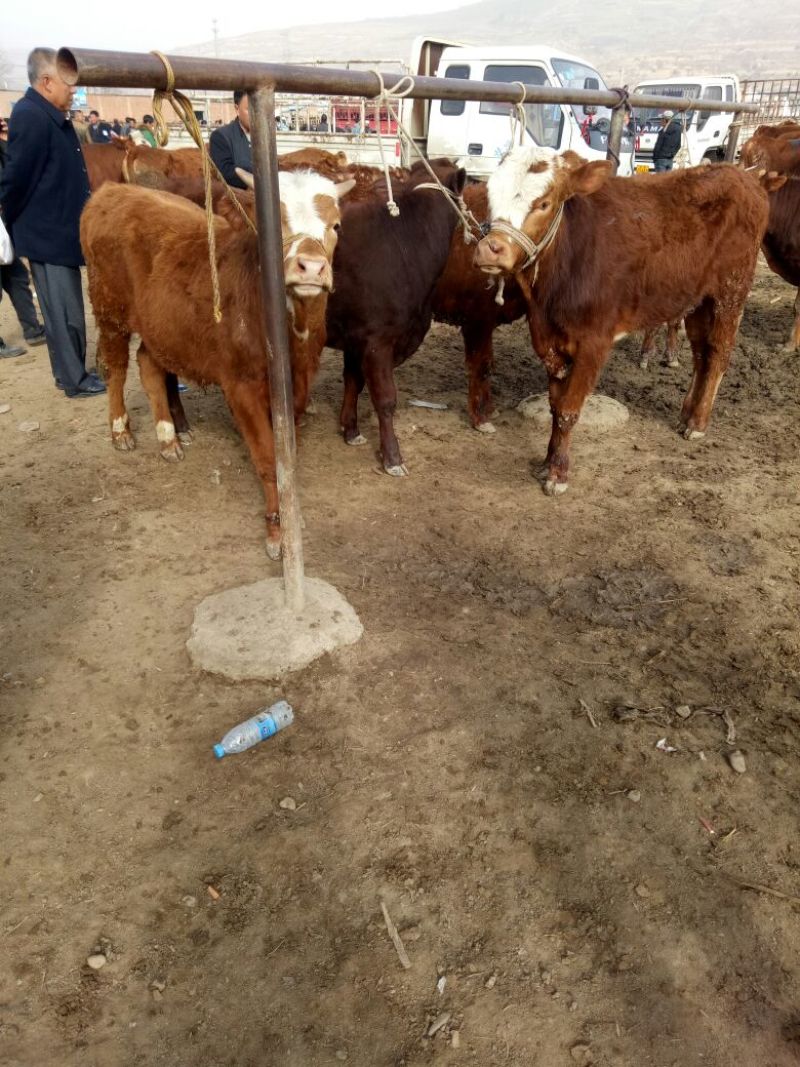 西门塔尔牛犊200~300kg