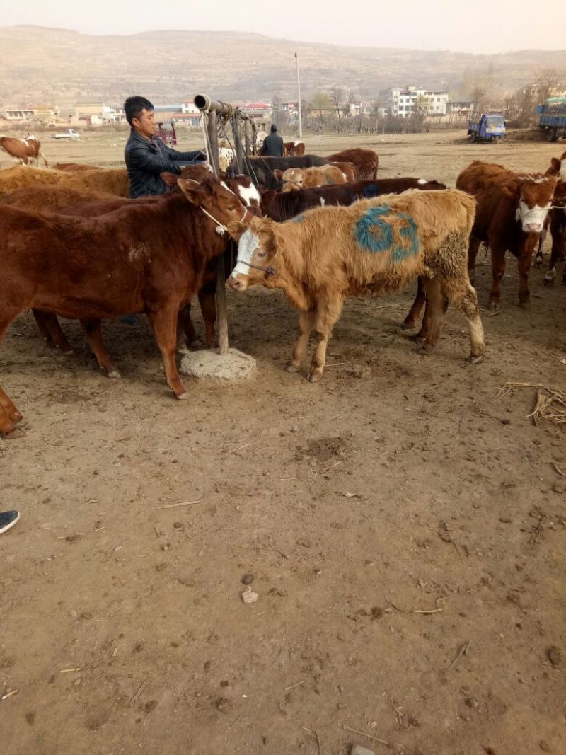 西门塔尔牛犊200~300kg
