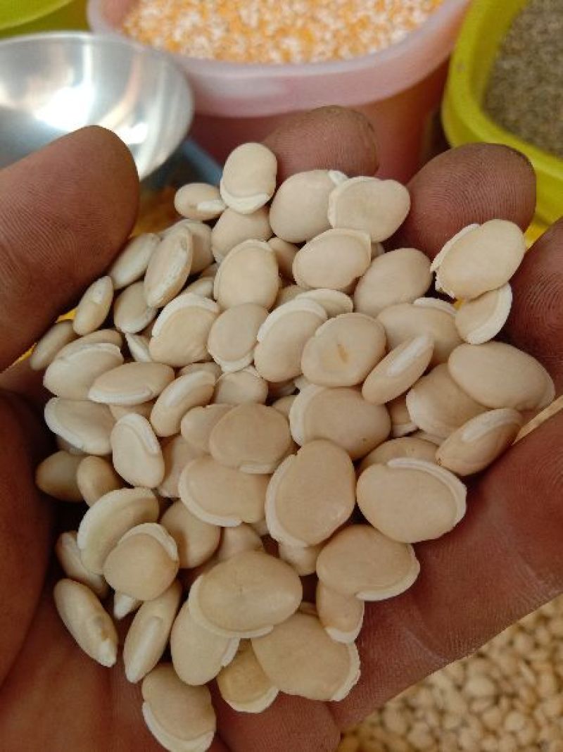 白扁豆1厘米以上其他厘米