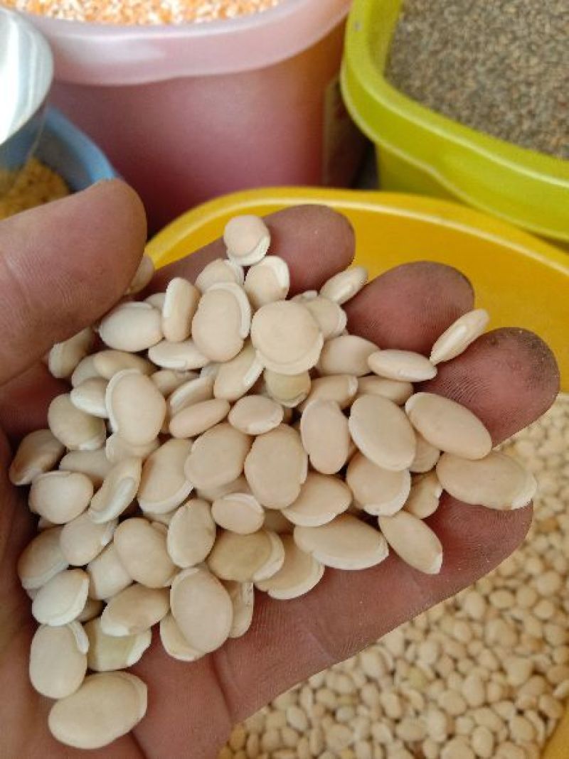白扁豆1厘米以上其他厘米
