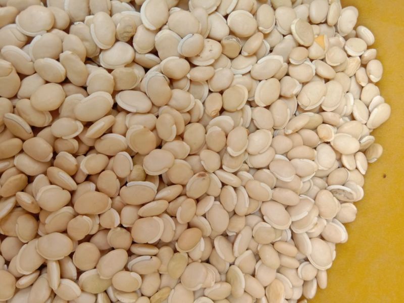 白扁豆1厘米以上其他厘米
