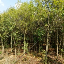 红果冬青10~12cm4米以上