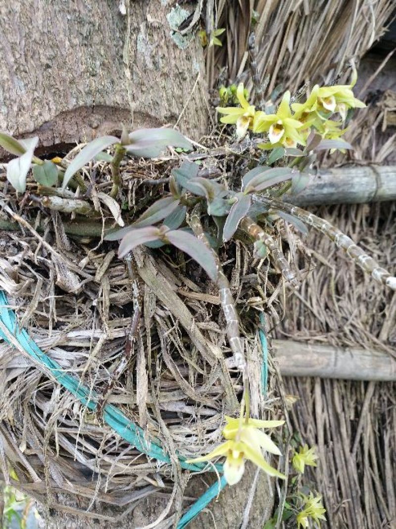 浙江雁荡山铁皮石斛鲜条现剪现发可视频看货量大从优