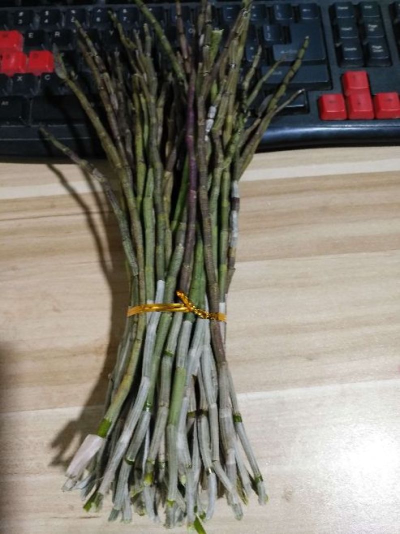 浙江雁荡山铁皮石斛鲜条现剪现发可视频看货量大从优