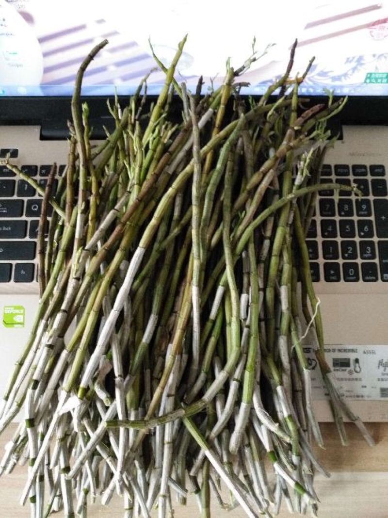 浙江雁荡山铁皮石斛鲜条现剪现发可视频看货量大从优