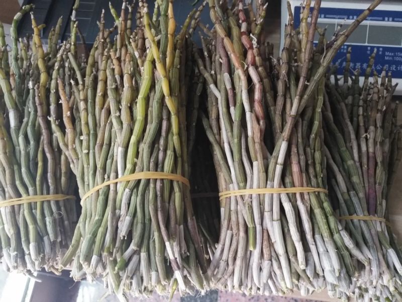 浙江雁荡山铁皮石斛鲜条现剪现发可视频看货量大从优