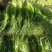 白帽蒜薹50~60cm鲜货上市货源充足