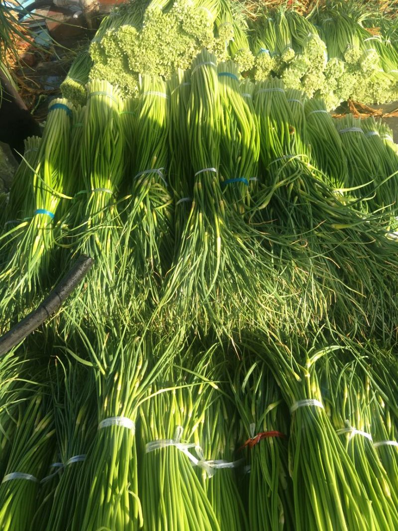 白帽蒜薹50~60cm鲜货上市货源充足