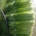 白帽蒜薹50~60cm鲜货上市货源充足