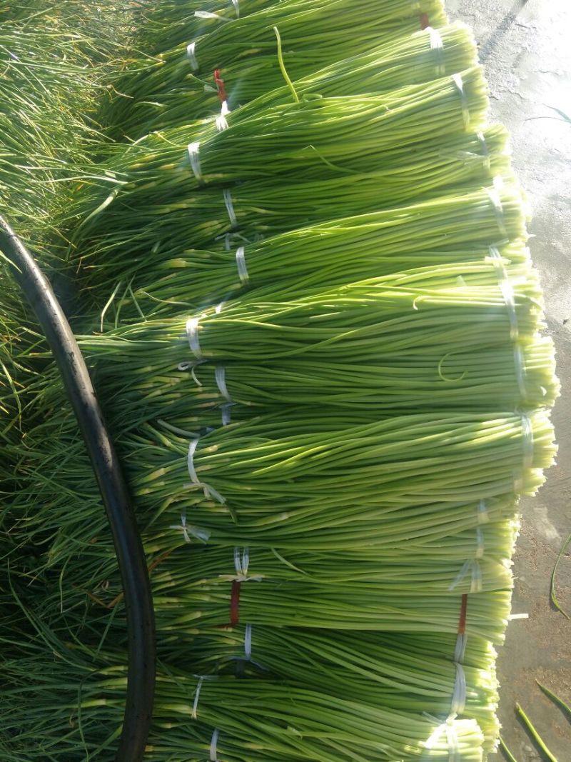 白帽蒜薹50~60cm鲜货上市货源充足