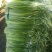白帽蒜薹50~60cm鲜货上市货源充足