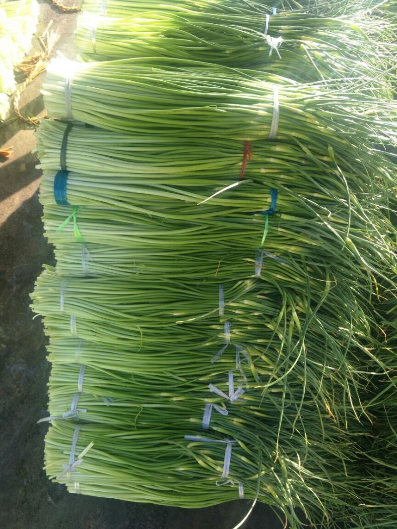 白帽蒜薹50~60cm鲜货上市货源充足
