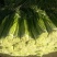 白帽蒜薹50~60cm鲜货上市货源充足