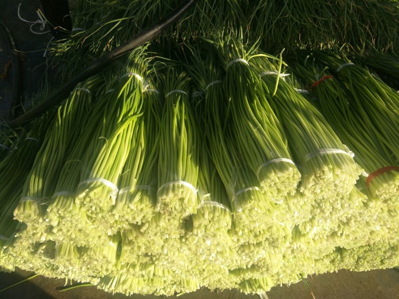 白帽蒜薹50~60cm鲜货上市货源充足