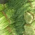 白帽蒜薹50~60cm鲜货上市货源充足