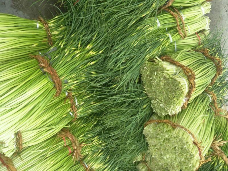 白帽蒜薹50~60cm鲜货上市货源充足