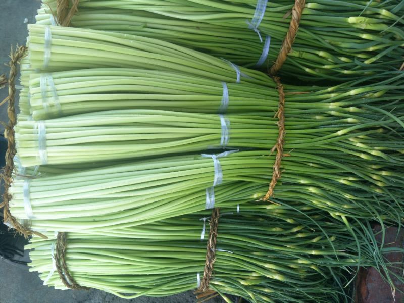 白帽蒜薹50~60cm鲜货上市货源充足