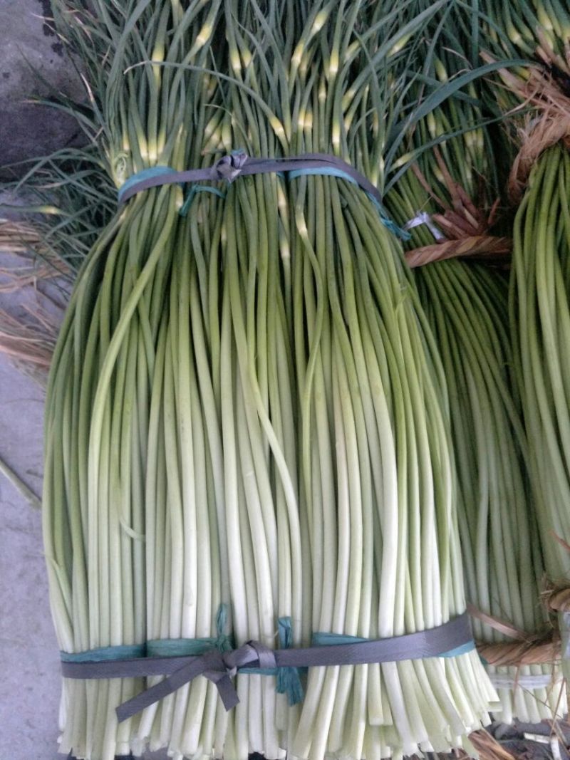 白帽蒜薹50~60cm鲜货上市货源充足