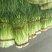 白帽蒜薹50~60cm鲜货上市货源充足