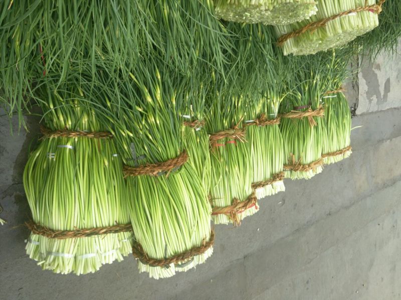 白帽蒜薹50~60cm鲜货上市货源充足
