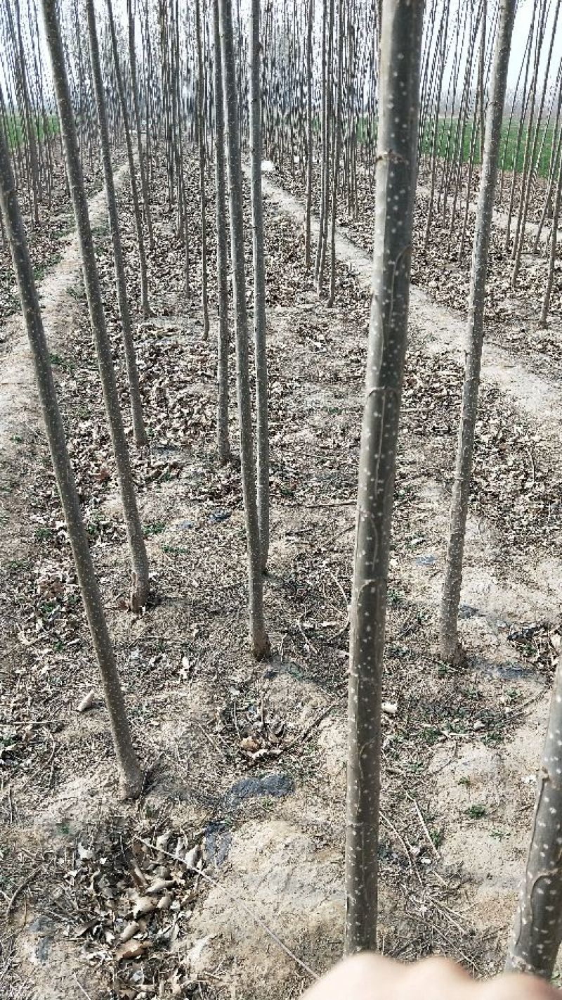 107杨树苗2公分