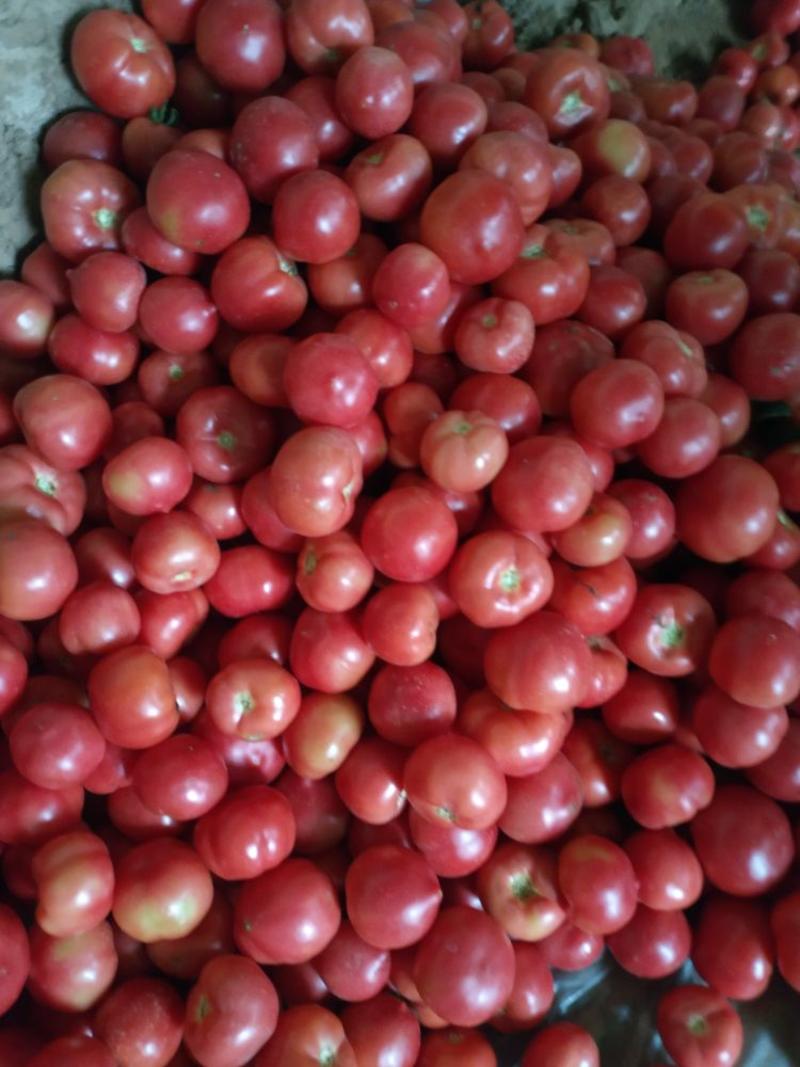 硬粉西红柿弧三以上硬粉通货，西红柿颜色好，硬度高！