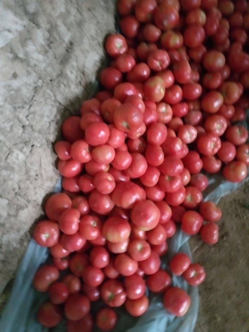 硬粉西红柿弧三以上硬粉通货，西红柿颜色好，硬度高！