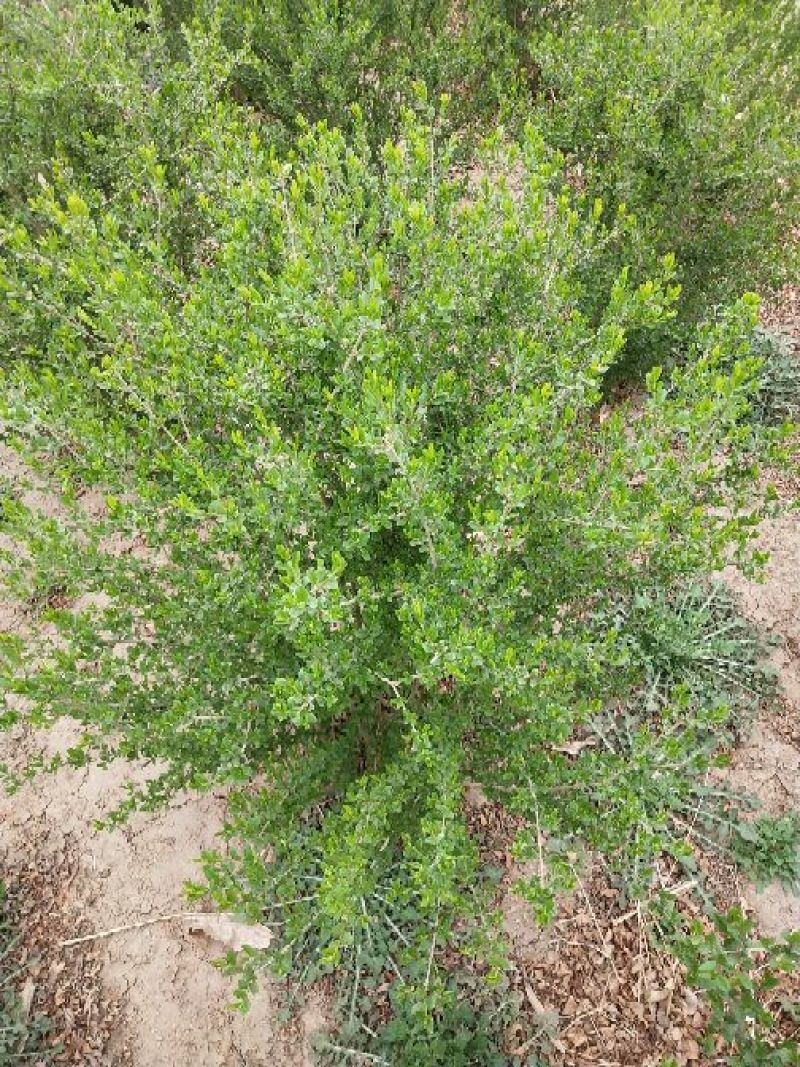 水蜡球50~80cm