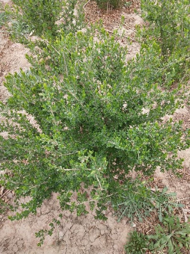 水蜡球50~80cm