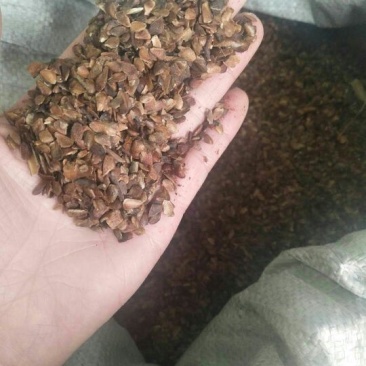 香椿种子