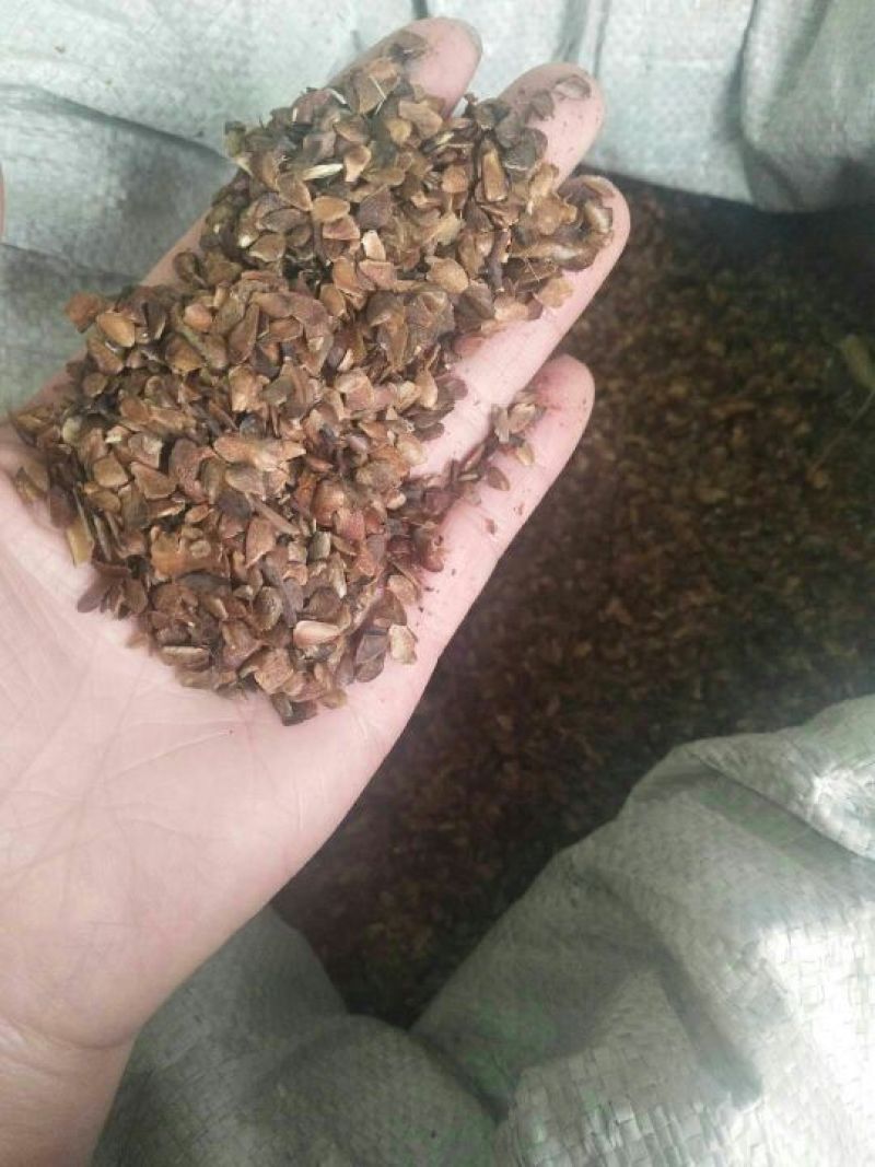 香椿种子